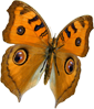 small butterfly